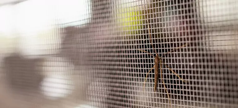 Repair Mosquito Mesh For Windows in Brandon, FL